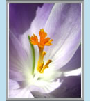 Click to See Fullsize Image